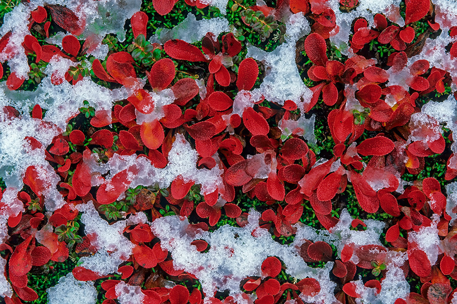 Die Alpen-Baerentraube blueht im Fruehsommer  -  (Foto Alpen-Baerentraube Blaetter im Herbst mit Neuschnee), Arctostaphylos alpinus, The Alpine Bearberry flowers in early summer  -  (Mountain Bearberry - Photo Alpine Bearberry leaves in autumn with snow)