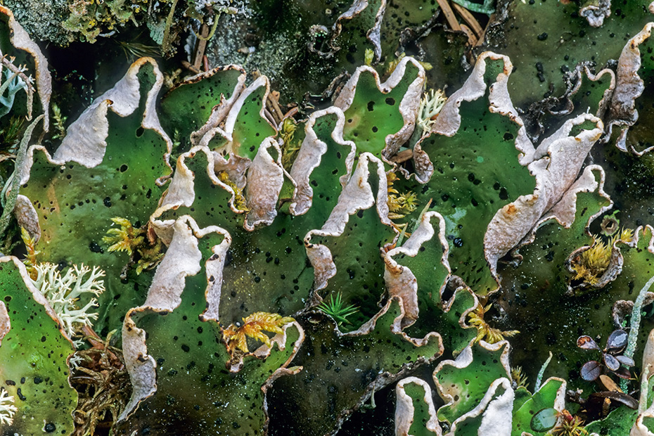 Die Apfelflechte waechst im Hochgebirge und in der Tundra  -  (Foto Apfelflechten in Alaska), Peltigera aphthosa, The Green Dog Lichen produces large apothecia  -  (Leafy Lichen - Photo Green Dog Lichen in Alaska)