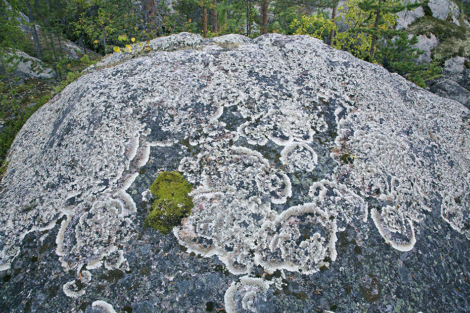 Arctoparmelia centrifuga ist eine der haeufigsten und auffaelligsten Blattflechten auf Felsen in der noerdlichen Hemisphaere  -  (Foto Arctoparmelia centrifuga in Schwedisch-Lappland), Arctoparmelia centrifuga, Concentric Ring Lichen is one of the most abundant, conspicuous foliose lichen on rocks in the Arctic  -  (Arctoparmelia Lichen - Photo Concentric Ring Lichen in Swedish Lapland)