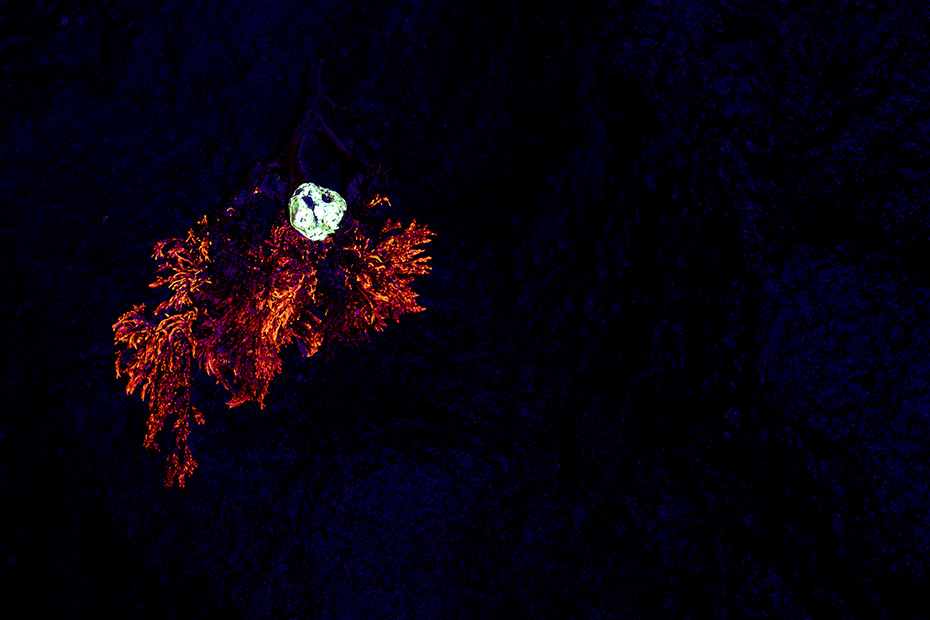 Ein Bernstein und rote Meeresalgen fluoreszieren unter UV-Licht, Nordseekueste in Daenemarrk  -  North Sea coast in Denmark, An amber and red seaweed fluoresce under UV light