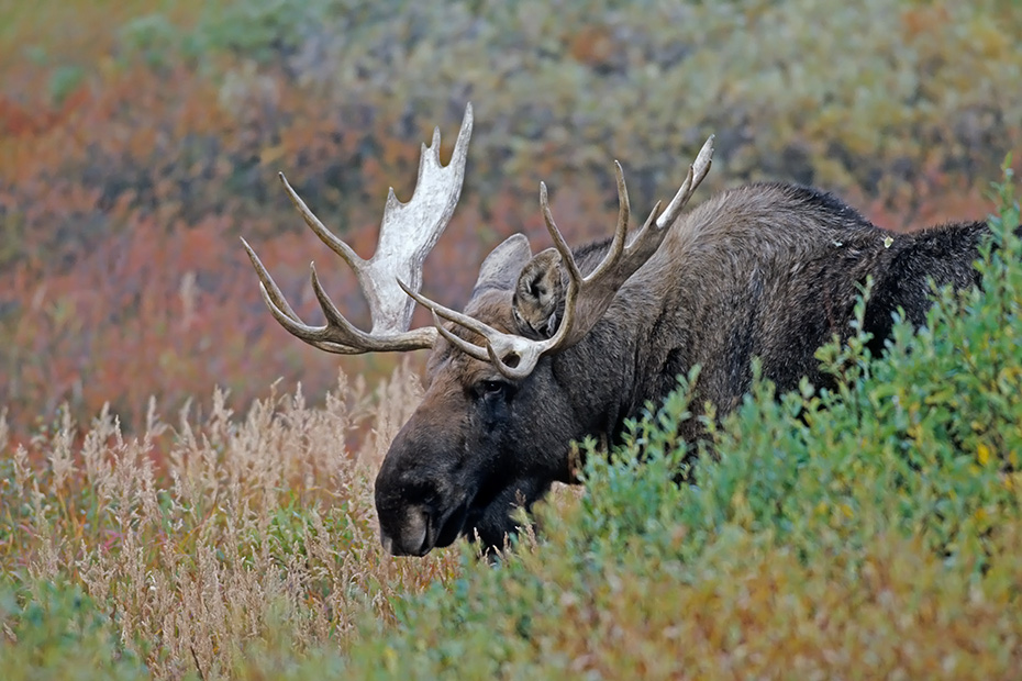 Elch, nur den Maennchen wachsen Geweihe  -  (Alaskaelch - Foto Elchschaufler in der Tundra), Alces alces - Alces alces gigas, Moose, only the bull Moose grow antlers  -  (Giant Moose - Photo bull Moose in the tundra)