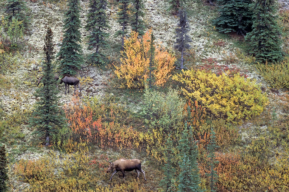 Elch, die Elchkuehe setzen meist 1 Kalb, aber auch 2 Kaelber sind keine Seltenheit  -  (Alaskaelch - Foto Elchkuh mit Elchkaelbern), Alces alces - Alces alces gigas, Moose, females usually bearing 1 to 2 calves  -  (Alaskan Moose - Photo cow Moose with calves)