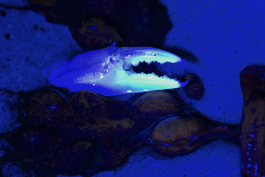 Biofluoreszenz einer Schere der Gemeinen Strandkrabbe unter UV-Licht, Carcinus maenas, Biofluorescence of a Shore Crab pincer under UV light