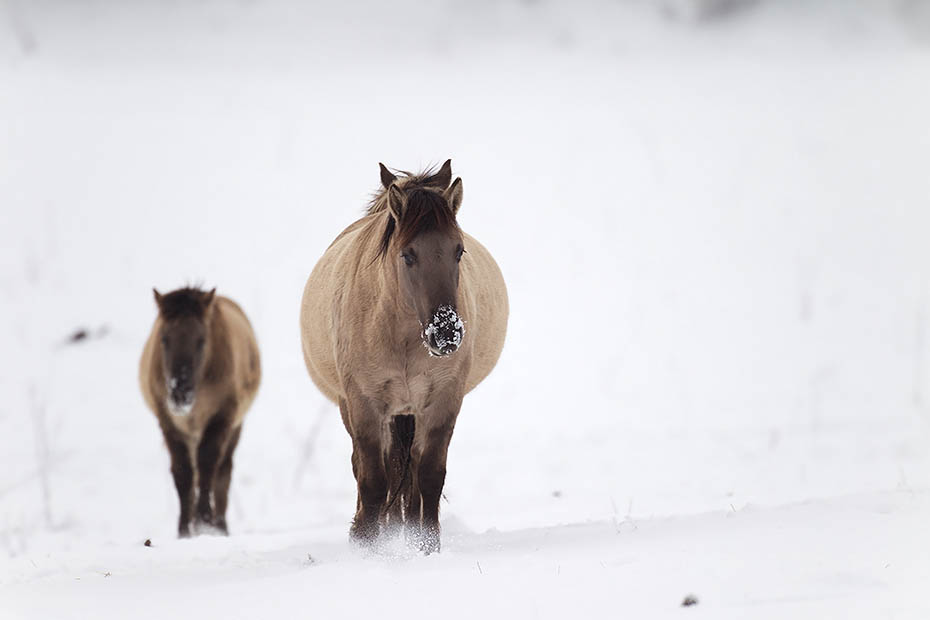 Konikhengst treibt eine Stute vor sich her - (Waldtarpan - Rueckzuechtung), Equus ferus caballus, Heck Horse stallion haunts a mare on a snowy covered meadow - (Tarpan - breed back)
