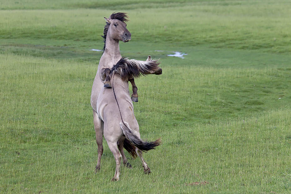 Konikhengste beim spielerischen Kampf um die Rangordnung - (Waldtarpan - Rueckzuechtung), Equus ferus caballus - Equus ferus ferus, Heck Horse stallions fight playful about the ranking - (Tarpan - breed back)