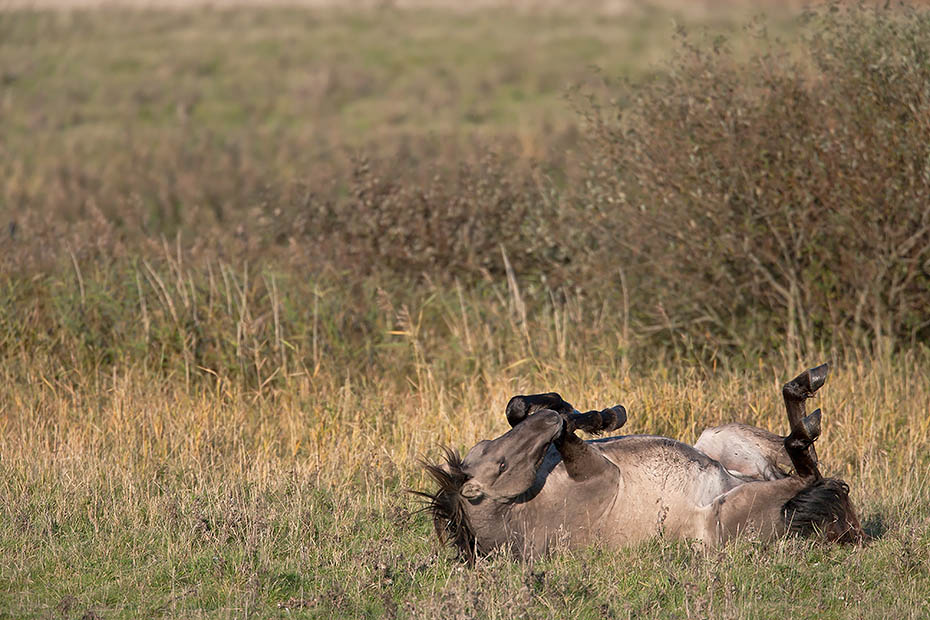 Konikstute waelzt sich im Gras - (Waldtarpan - Rueckzuechtung), Equus ferus caballus - Equus ferus ferus, Heck Horse mare wallows in grass - (Tarpan - breed back)
