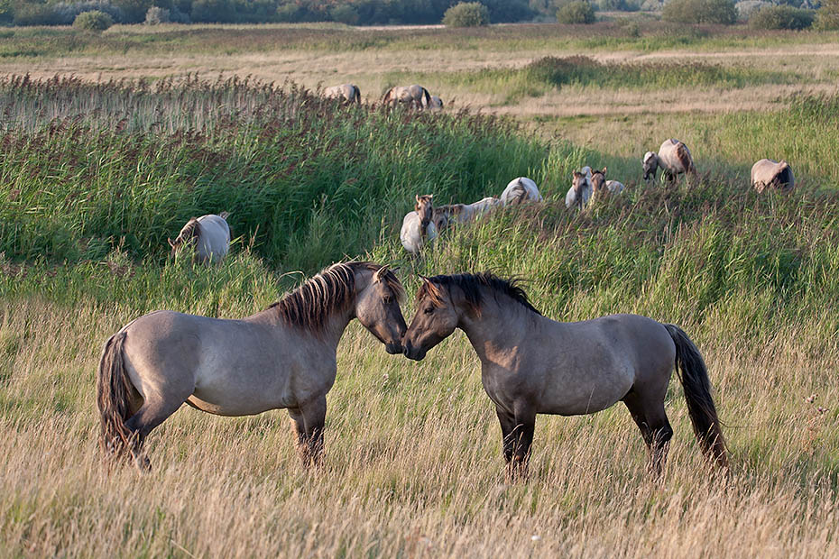 Auseinandersetzung zwischen zwei Leithengsten - (Waldtarpan - Rueckzuechtung), Equus ferus caballus, Contest between two lead stallions - (Tarpan - breed back)