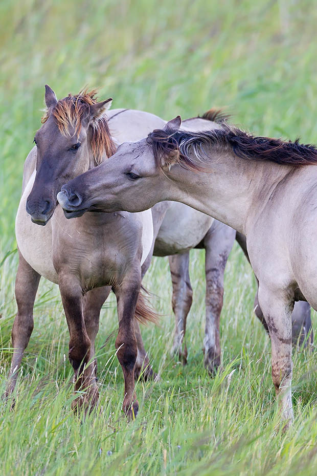 Konikhengste beim spielerischen Kampf um die Rangordnung - (Waldtarpan - Rueckzuechtung), Equus ferus caballus - Equus ferus ferus, Heck Horse stallions fight playful about the ranking - (Tarpan - breed back)
