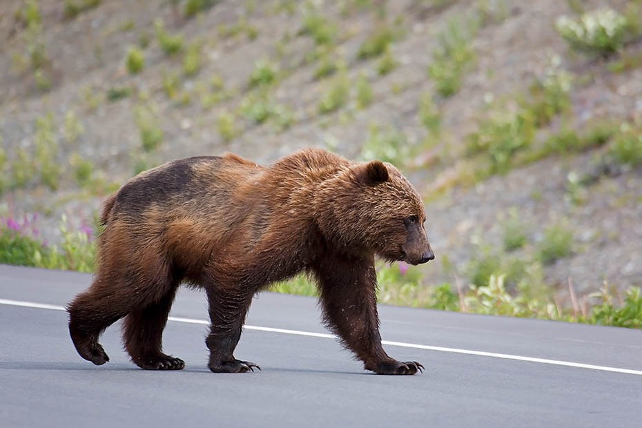 Grizzlybaer ueberquert eine Landstrasse, Kluane Nationalpark  -  Kanada, Grizzly Bear crosses a freeway
