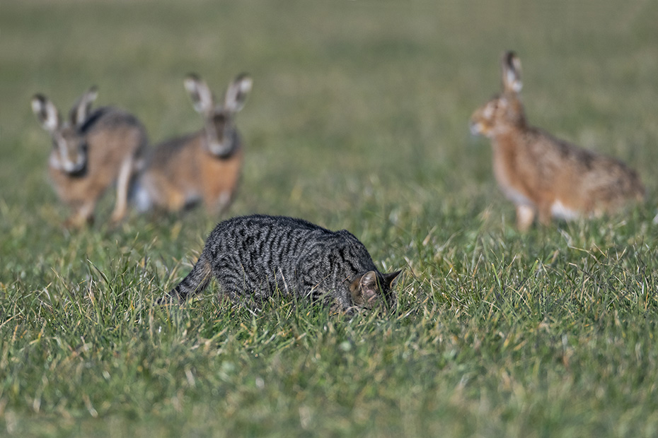 Drei Feldhasen beobachten eine Maeuse jagende Hauskatze auf einer Wiese, Lepus europaeus  -  Felix sylvestris, Three European Hares observing a House Cat chasing mice in a meadow