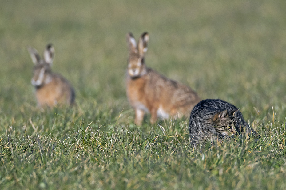 Feldhasen beobachten eine Maeuse jagende Hauskatze auf einer Wiese, Lepus europaeus  -  Felix sylvestris, European Hares observing a House Cat chasing mice in a meadow