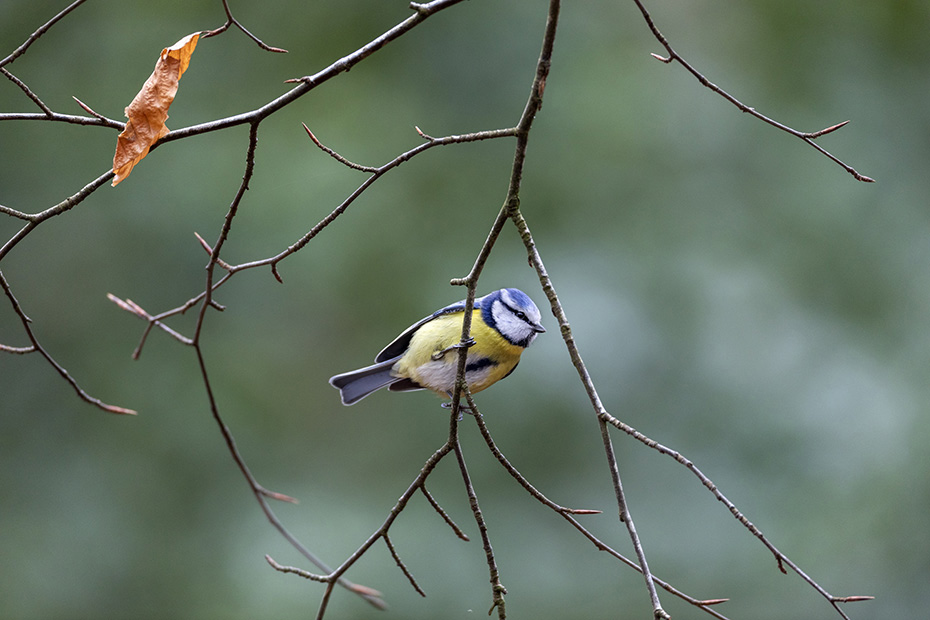 Die Blaumeise ist bei naeherer Betrachtung ein farbenfroher Vogel, Cyanistes caeruleus, The Eurasian blue tit is a colourful bird at closer look