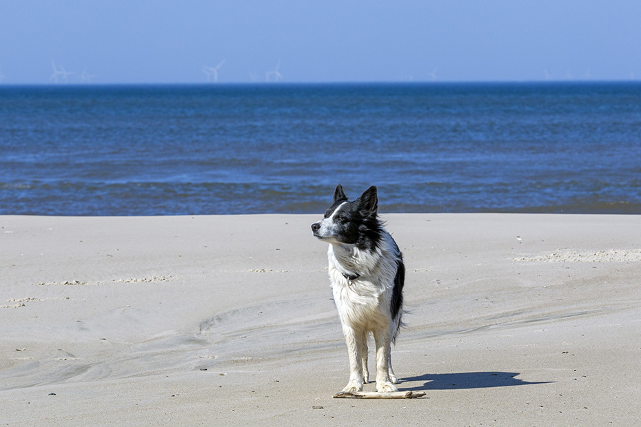 July in Vejers Strand in Daenemark, Canis lupus familiaris, July in Vejers Strand in Denmark