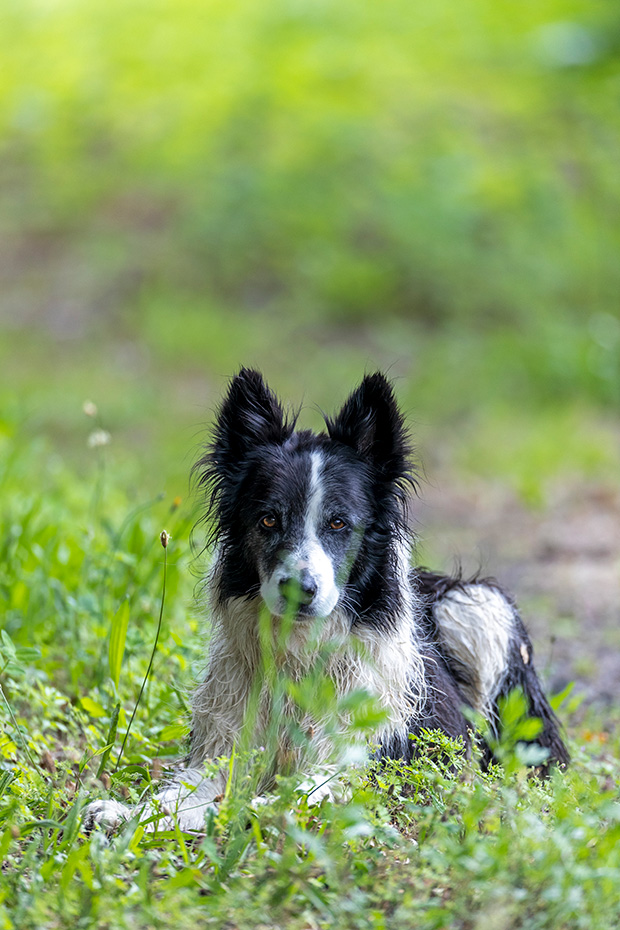 July im Schierenwald, Canis lupus familiaris, July in Schierenwald