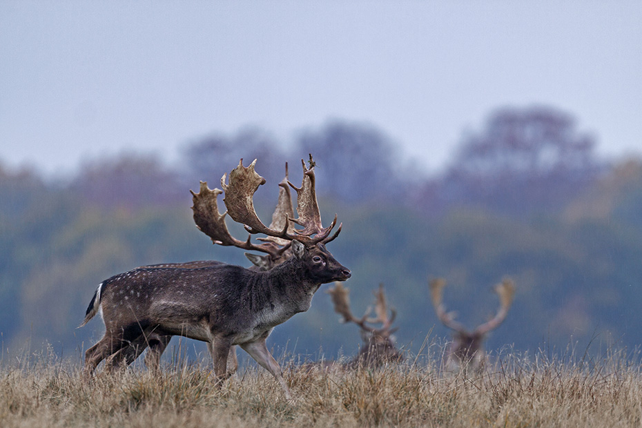 Damwild ist die am haeufigsten vorkommende Hirschart in Grossbritannien - (Foto Damhirsch in der Feistzeit), Dama dama, Fallow Deer is the most common deer species in the UK - (Photo buck in fern thicket)