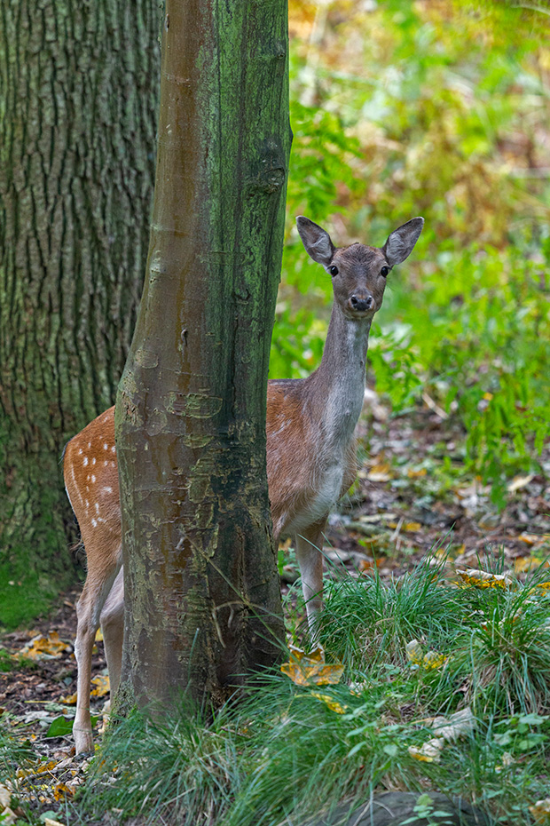 Ein Damtier sucht unter einer Stieleiche nach Eicheln, Dama dama, A female Fallow Deer searches for acorns under a Pedunculate Oak