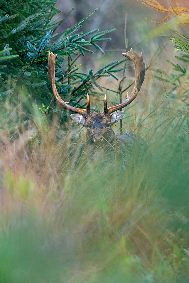 Ein Damhirsch steht gut getarnt in dichter Vegetation und beobachtet den Fotografen, Dama dama, A Fallow Deer buck stands well camouflaged in dense vegetation and watches the photographer
