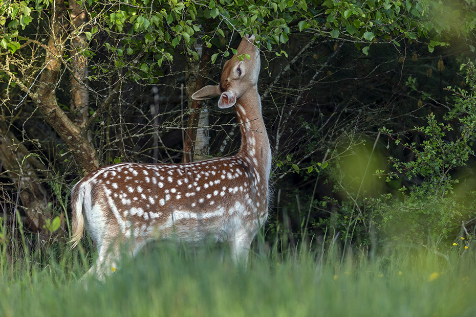 Ein Damtier aest das frische Gruen der Birken, Dama dama, A Fallow Deer doe browses the fresh green of the birches