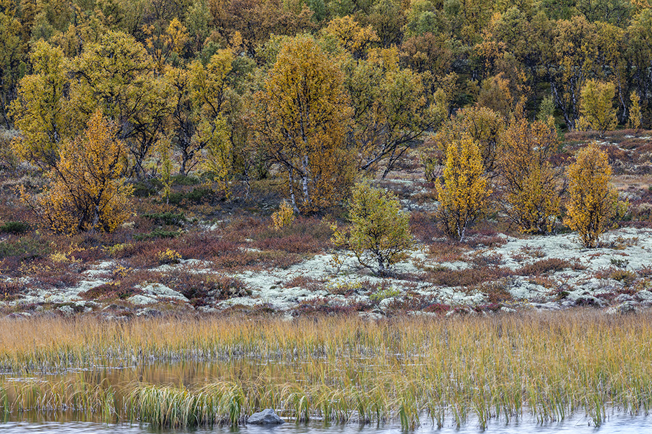 Herbstlandschaft in Norwegen, Fokstumyra Naturreservat  -  Norwegen  -  Norway, Autumn landscape in Norway
