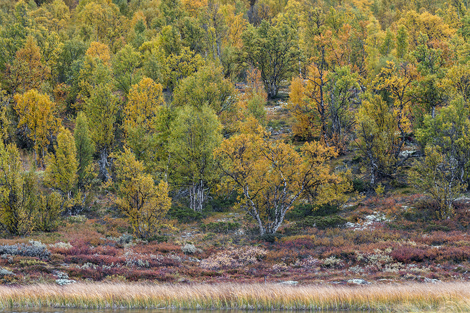 Die Moor-Birke ist ein typischer Baum der Uebergangszone zwischen Taiga und Tundra, Fokstumyra Naturreservat  -  Norwegen  -  Norway, The Downy birch is a typical tree of the transition zone between taiga and tundra