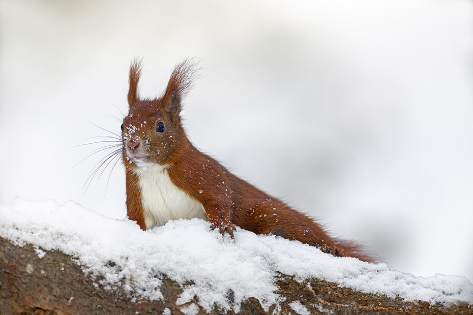 Staendige Aufmerksamkeit sichert dem Eichhoernchen das Ueberleben, Sciurus vulgaris, Constant attention ensures the survival of the Red squirrel
