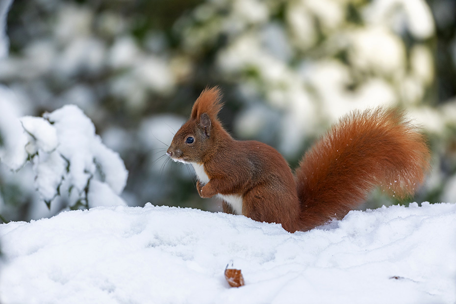 Ein Foto vom Eichhoernchen im Winter, so wie ich es mir immer vorgestellt habe, Sciurus vulgaris, A photo of the Red squirrel in winter, just as I always imagined it would be