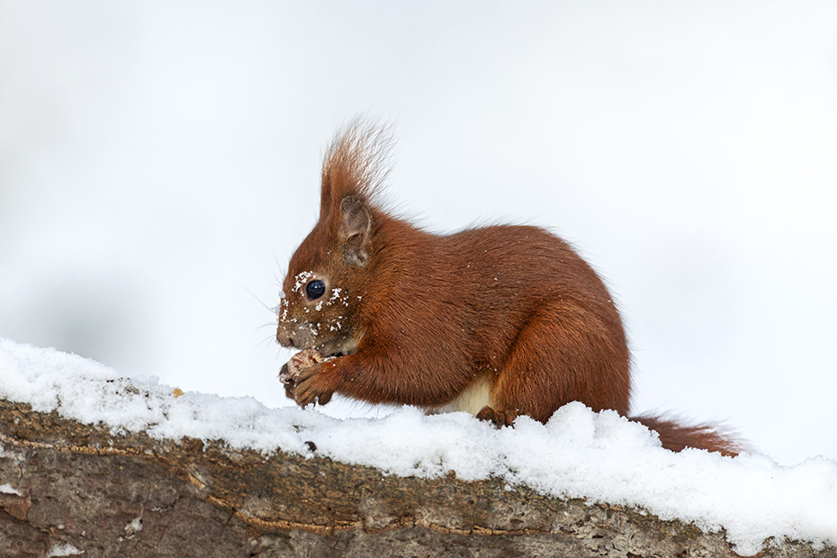 Ein Eichhoernchen isst eine Haselnuss, Sciurus vulgaris, A Red squirrel eats a hazelnut