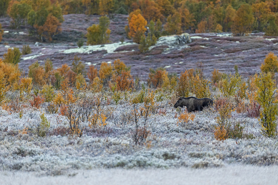Ein junger Elchbulle wandert durch das Sumfgebiet mit seinen fantastischen Herbstfarben, Alces alces, A young bull Moose wanders through the swampland with its fantastic autumn colours