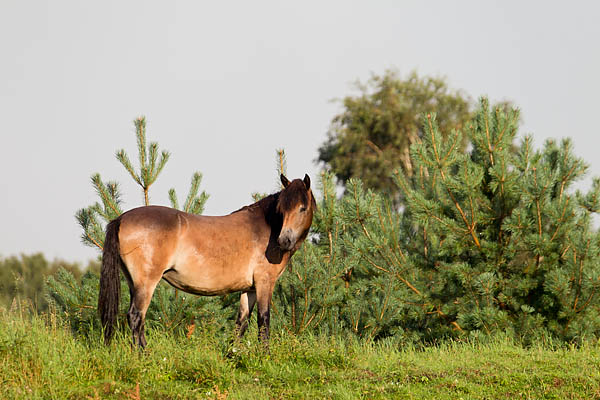 Exmoor-Pony - (Stute), Equus ferus caballus, Exmoor Horse - (mare)