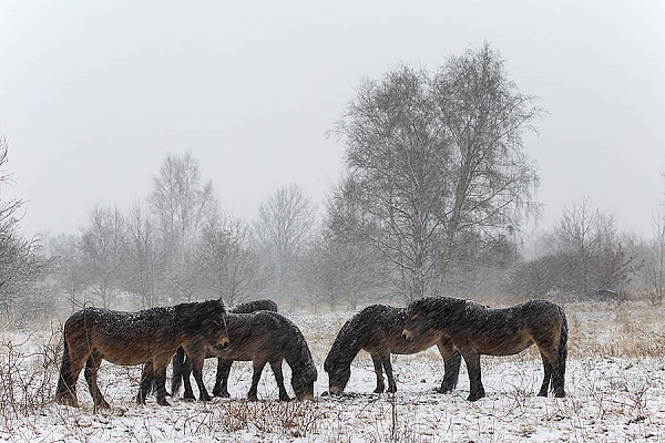 Exmoor-Pony - (Hengst & Stuten im Schneegestoeber), Equus ferus caballus, Exmoor Horse - (Stallion & mare in snow flurry)