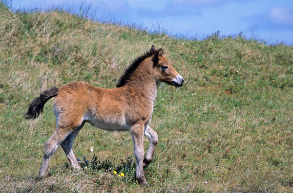 Exmoor-Pony - Fohlen wandert in einer Duenenlandschaft - (Exmoor Pony), Equus ferus caballus, Exmoor Pony foal crossing a dunes landscape