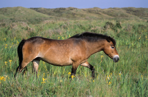 Exmoor-Pony - Stute ueberquert eine Sumpfwiese mit Sumpf-Schwertlilien - (Exmoor Pony), Equus ferus caballus - Iris pseudacorus, Exmoor Pony mare crossing a marshy meadow with Yellow Iris
