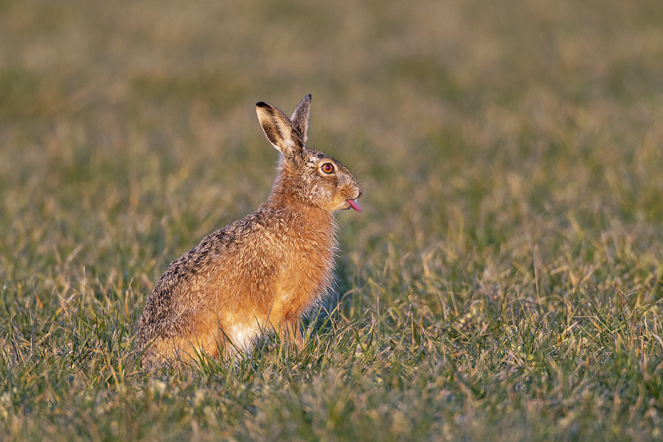 Ein zweiter maennlicher Feldhase zeigt Interesse an der Haesin, Lepus europaeus, A second male European Hare shows interest on the doe