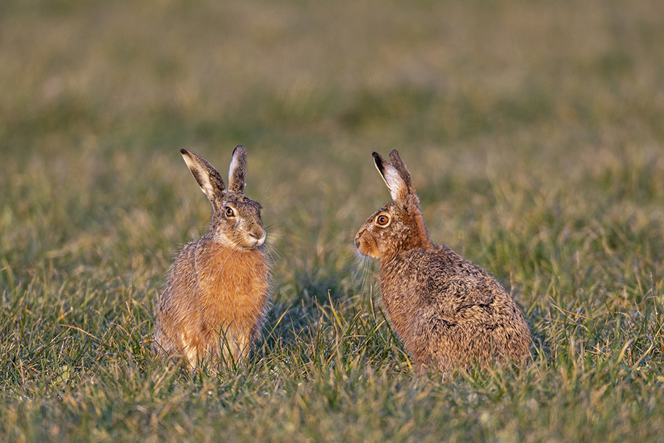 Eintraechtig sitzen sich der maennliche Feldhase und die Haesin gegenueber, Lepus europaeus, The male European Hare and the doe sit unanimously opposite each other
