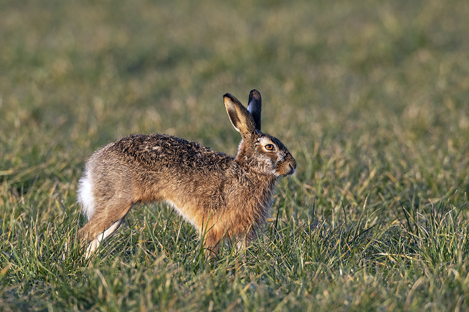 Ein weiterer maennlicher Feldhase erscheint auf der Wiese, Lepus europaeus, Another male European Hare appears in the meadow