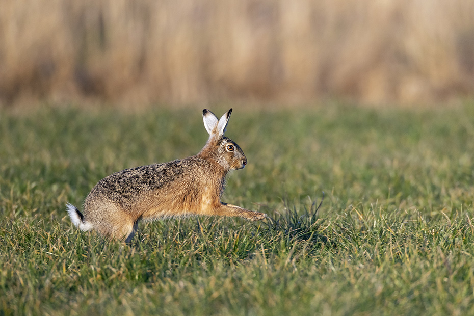 Zielstrebig hoppelt ein maennlicher Feldhase in Richtung Haesin, Lepus europaeus, Determinedly scampers a male European Hare in the direction of a female