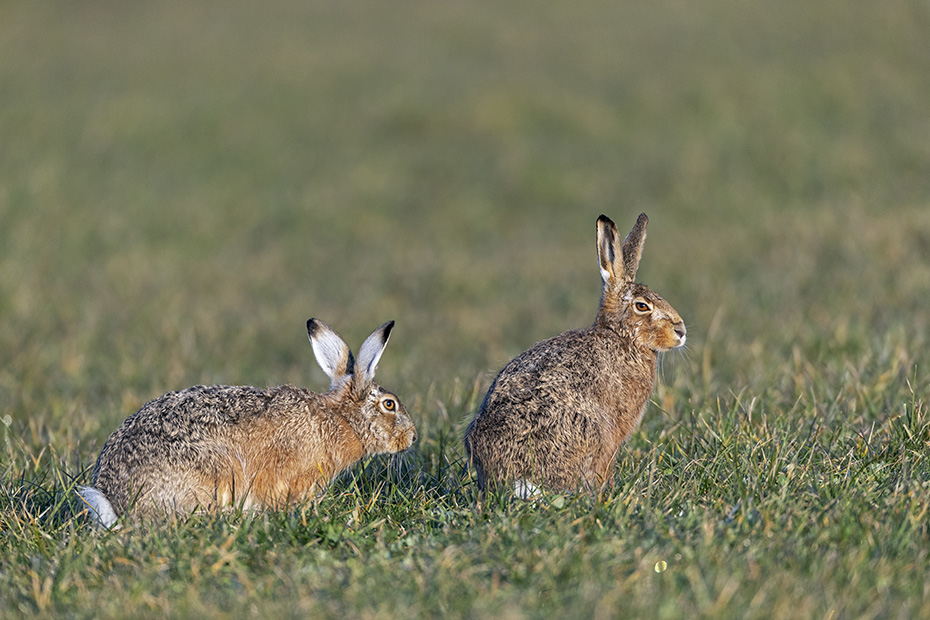 Vorsichtig naehert sich ein maennlicher Feldhase der Haesin von hinten, Lepus europaeus, Cautiously a buck approaches the European Hare female from behind