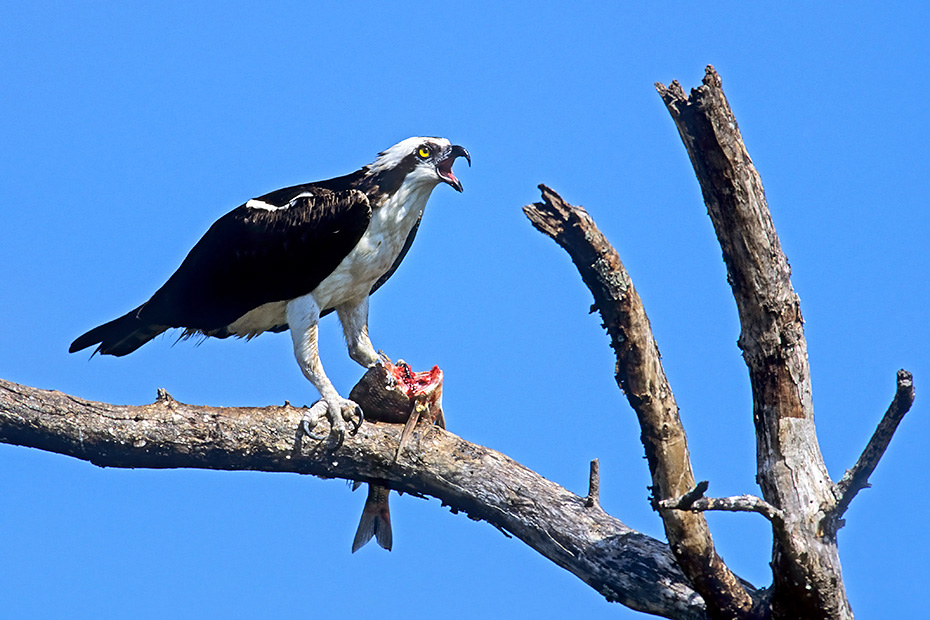 Fischadler gehoeren zu den auf die Fischjagd spezialisierten Greifvoegeln  -  (Foto Fischadler frisst einen erbeuteten Fisch), Pandion haliaetus, Osprey is a fish-eating bird of prey  -  (Fish Eagle - Photo Osprey eats a captured fish)