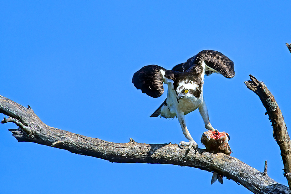 Fischadler erreichen eine Fluegelspannweite von 127 - 180 cm  -  (Foto Fischadler frisst einen erbeuteten Fisch), Pandion haliaetus, Osprey has a wingspan from 127 to 180 cm  -  (River Hawk - Photo Osprey eats a captured fish)