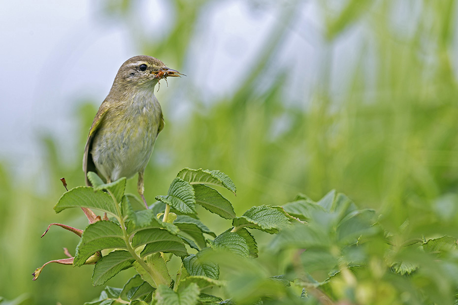 Der Fitis zieht ab August bis zum Oktober in die afrikanischen Winterquartiere  -  (Fitislaubsaenger - Foto Fitis mit Futter fuer die Jungvoegel), Phylloscopus trochilus, The Willow Warbler migrates back to Africa from August to October  -  (Photo Willow Warbler with food for the young)