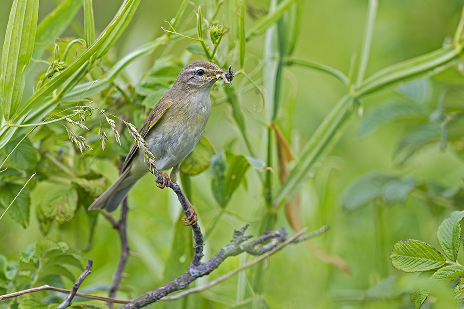 Der Fitis ist ein weitverbreiteter und haeufiger Brutvogel in Europa und Asien  -  (Fitislaubsaenger - Foto Fitis mit Futter fuer die Jungvoegel), Phylloscopus trochilus, The Willow Warbler is common and widespread in Europe and Asia  -  (Photo Willow Warbler with food for the young)