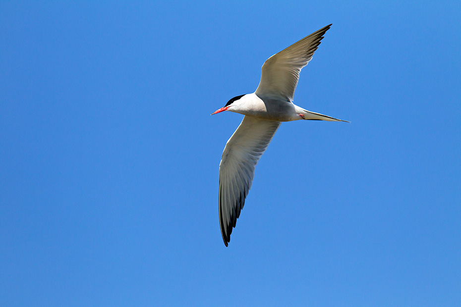 Fluss-Seeschwalben sind Koloniebrueter  -  (Foto Flussseeschwalbe im Flug), Sterna hirundo, Common Tern breeds in colonies  -  (Photo Common Tern in flight)
