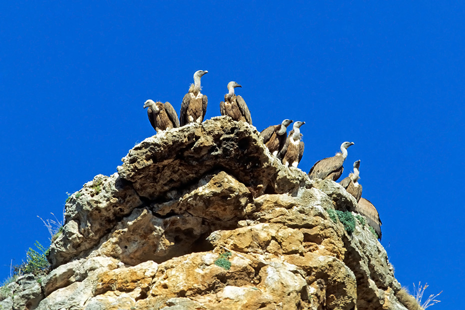 Gaensegeier sind wie viele andere Geierarten Aasfresser  -  (Foto Gaensegeier warten auf die richtige Thermik), Gyps fulvus, Griffon Vulture is a scavenger  -  (Eurasian Griffon - Photo Griffon Vultures are waiting for the right thermals)