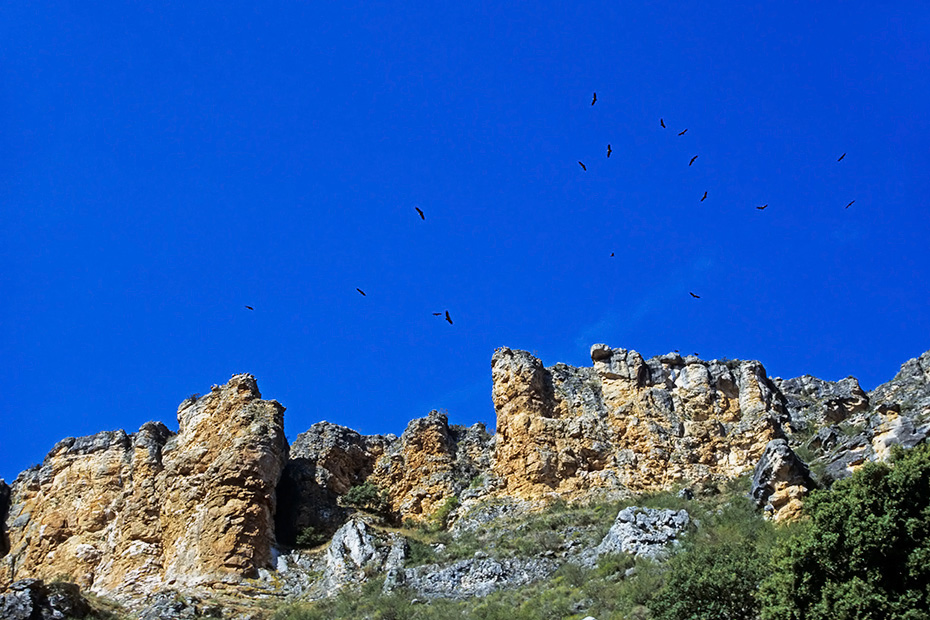 Gaensegeier erreichen eine Koerperlaenge von 93 - 110cm  -  (Foto Gaensegeier in einem spanischen Greifvogelreservat), Gyps fulvus, Griffon Vulture has a length of 93 to 110cm  -  (Eurasian Griffon - Photo Griffon Vultures in the Refugio de Rapaces de Montejo de la Vega)