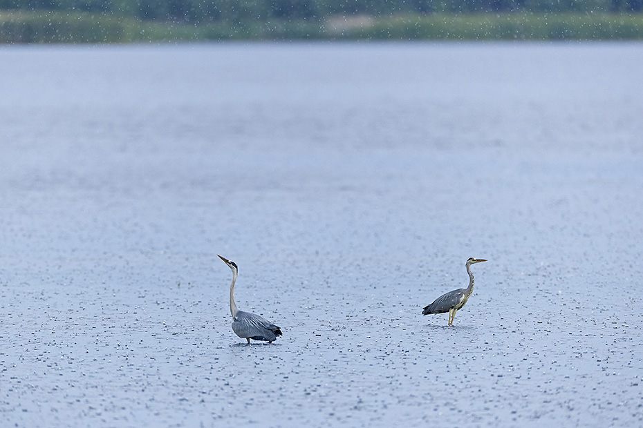 Graureiher waehrend eines Regenschauers auf der Fischjagd, Ardea cinerea, Grey Herons hunting fish during a rain shower