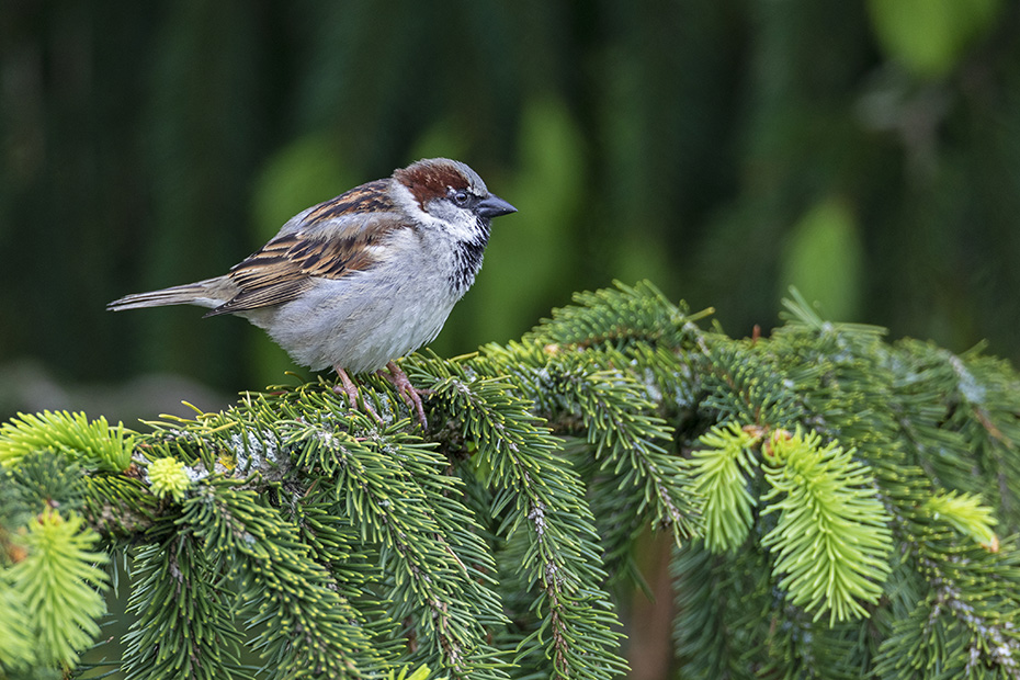 Ein Haussperling Maennchen steht entspannt auf einem Fichtenzweig, Passer domesticus, A male House Sparrow stands relaxed on a spruce branch