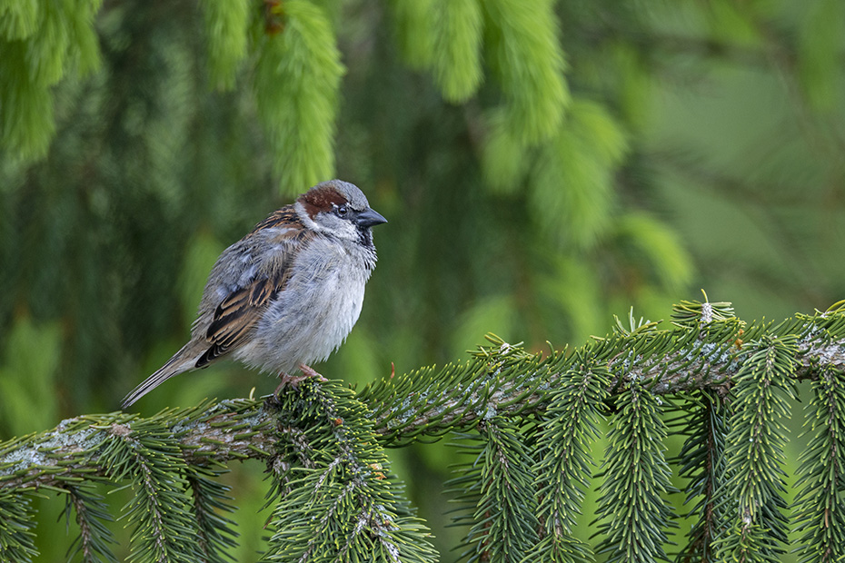 Ein maennlicher Haussperling steht entspannt auf einem Fichtenzweig, Passer domesticus, A male House Sparrow stands relaxed on a spruce branch
