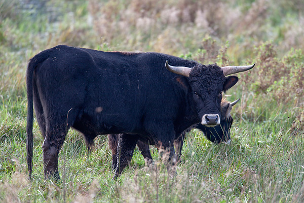 Heckrind - (Bulle) - (Auerochse - Rueckzuechtung), Bos taurus primigenius, Heck Cattle - (Bull) - (Aurochs - breed back)