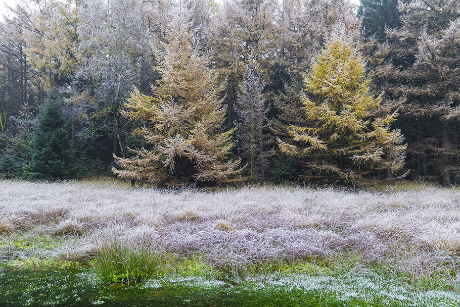 Herbstlandschaft im Raureif mit Laerchen am Rand eines Moores, Christinenthal  -  Schleswig-Holstein, Autumn landscape in hoarfrost with larch trees at the edge of a bog