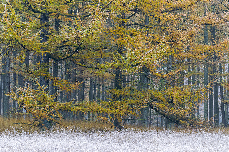 Laerchenwald im Herbst mit Raureif am Rand eines Moores, Christinenthal  -  Schleswig-Holstein, Larch forest in autumn with hoarfrost at the edge of a bog